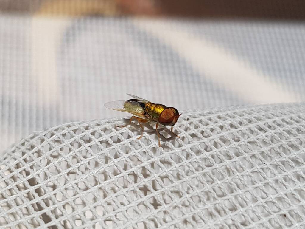 Odontomyia decipiens, member of the genus Odontomyia, subfamily Stratiomyinae, Alice Springs NT
