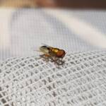 Odontomyia decipiens, member of the genus Odontomyia, subfamily Stratiomyinae, Alice Springs NT