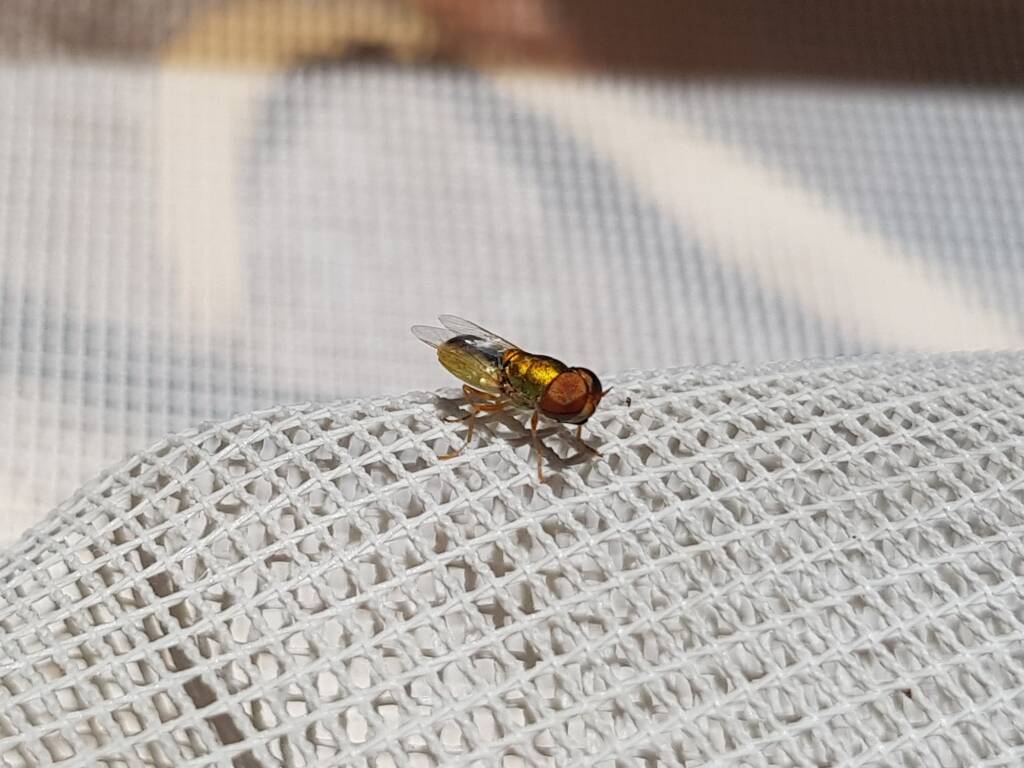 Odontomyia decipiens, member of the genus Odontomyia, subfamily Stratiomyinae, Alice Springs NT