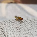 Odontomyia decipiens, member of the genus Odontomyia, subfamily Stratiomyinae, Alice Springs NT