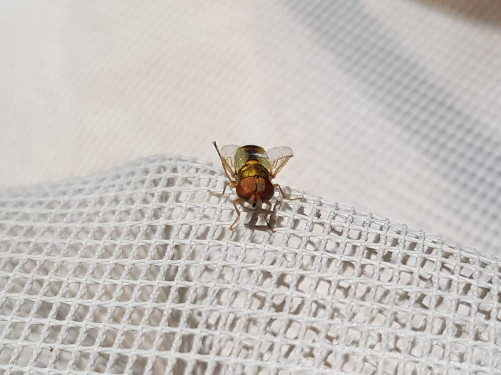 Odontomyia decipiens, member of the genus Odontomyia, subfamily Stratiomyinae, Alice Springs NT