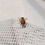 Odontomyia decipiens, member of the genus Odontomyia, subfamily Stratiomyinae, Alice Springs NT