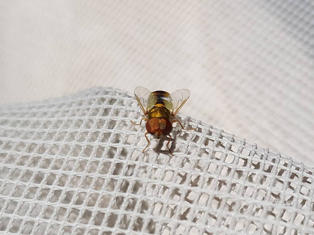Odontomyia decipiens, member of the genus Odontomyia, subfamily Stratiomyinae, Alice Springs NT