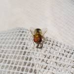 Odontomyia decipiens, member of the genus Odontomyia, subfamily Stratiomyinae, Alice Springs NT