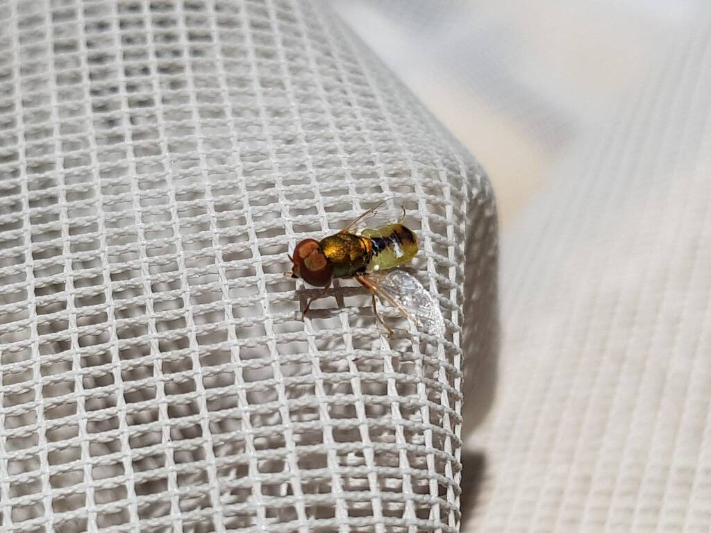 Odontomyia decipiens, member of the genus Odontomyia, subfamily Stratiomyinae, Alice Springs NT