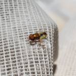 Odontomyia decipiens, member of the genus Odontomyia, subfamily Stratiomyinae, Alice Springs NT