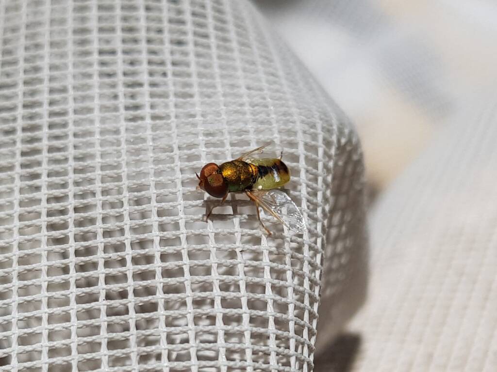 Odontomyia decipiens, member of the genus Odontomyia, subfamily Stratiomyinae, Alice Springs NT