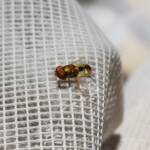 Odontomyia decipiens, member of the genus Odontomyia, subfamily Stratiomyinae, Alice Springs NT