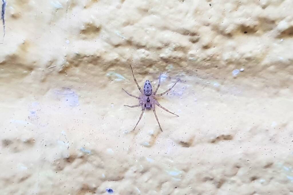 Oecobius sp, Alice Springs NT
