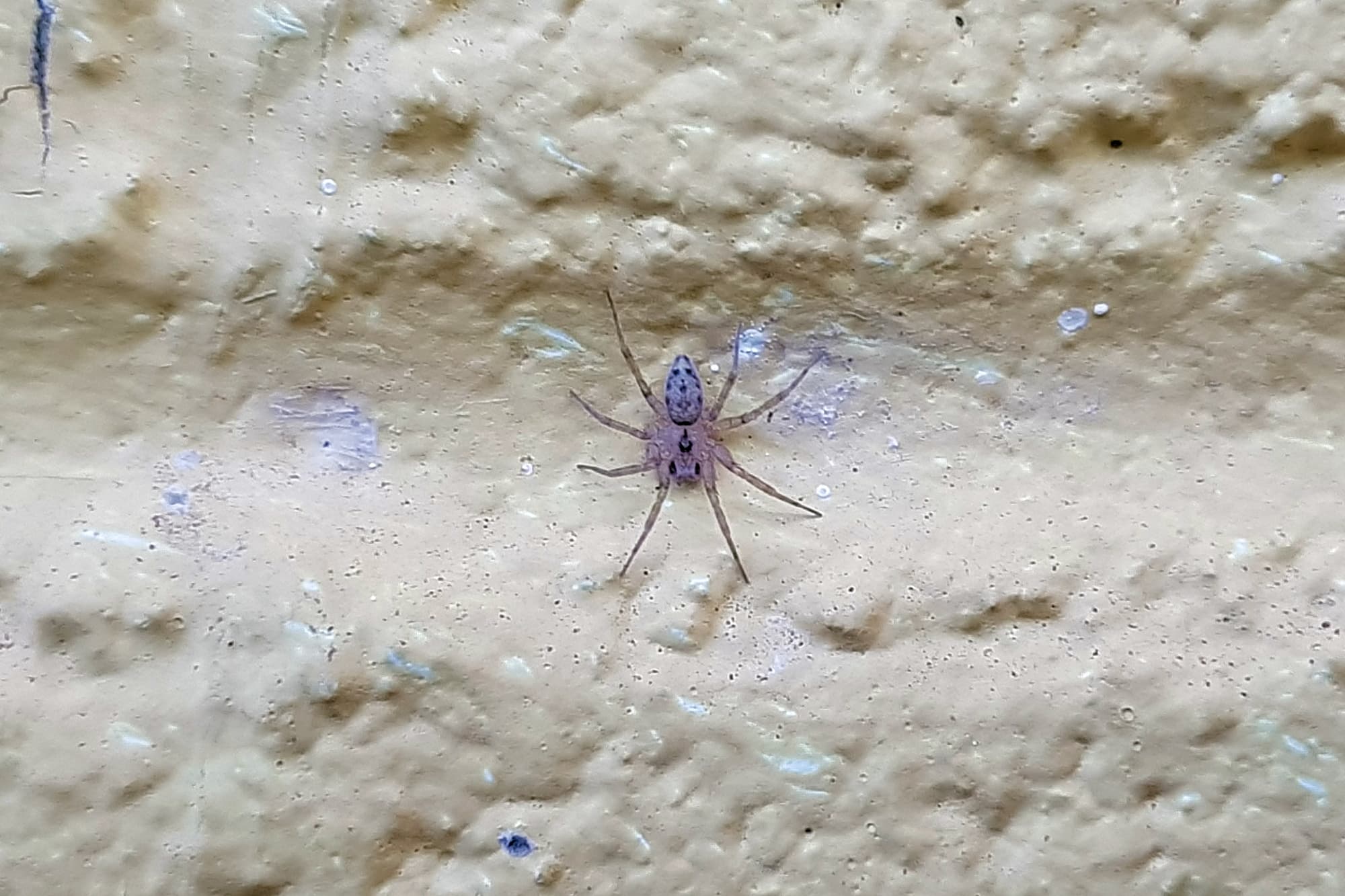 Oecobius sp, Alice Springs NT