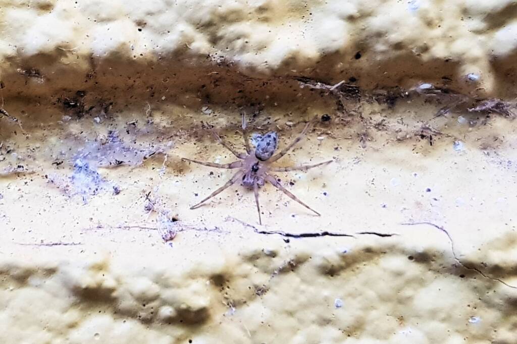 Oecobius sp, Alice Springs NT