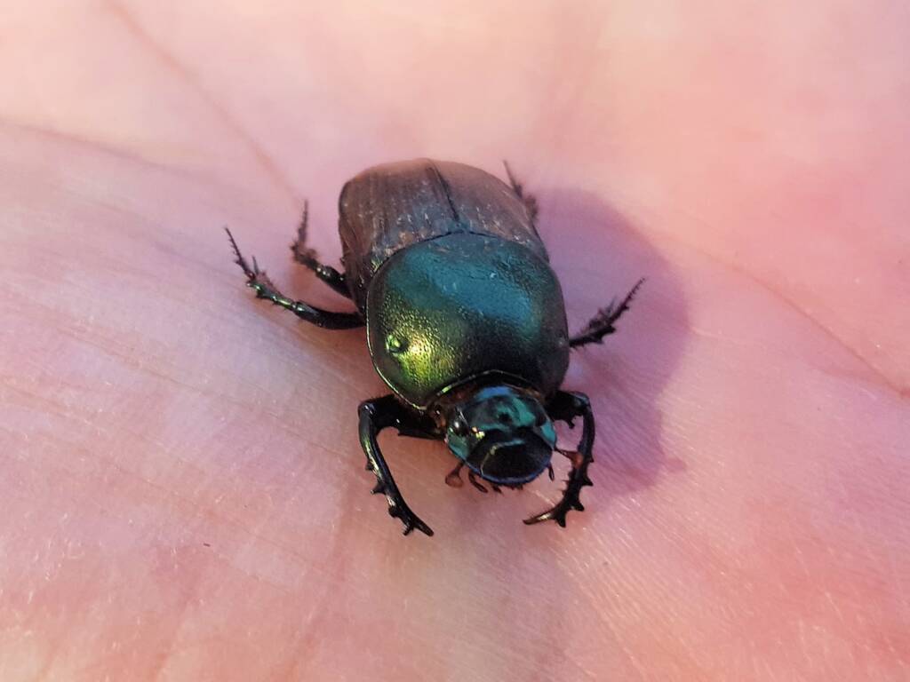Onitis alexis (Bronze Dung Beetle), Alice Springs NT