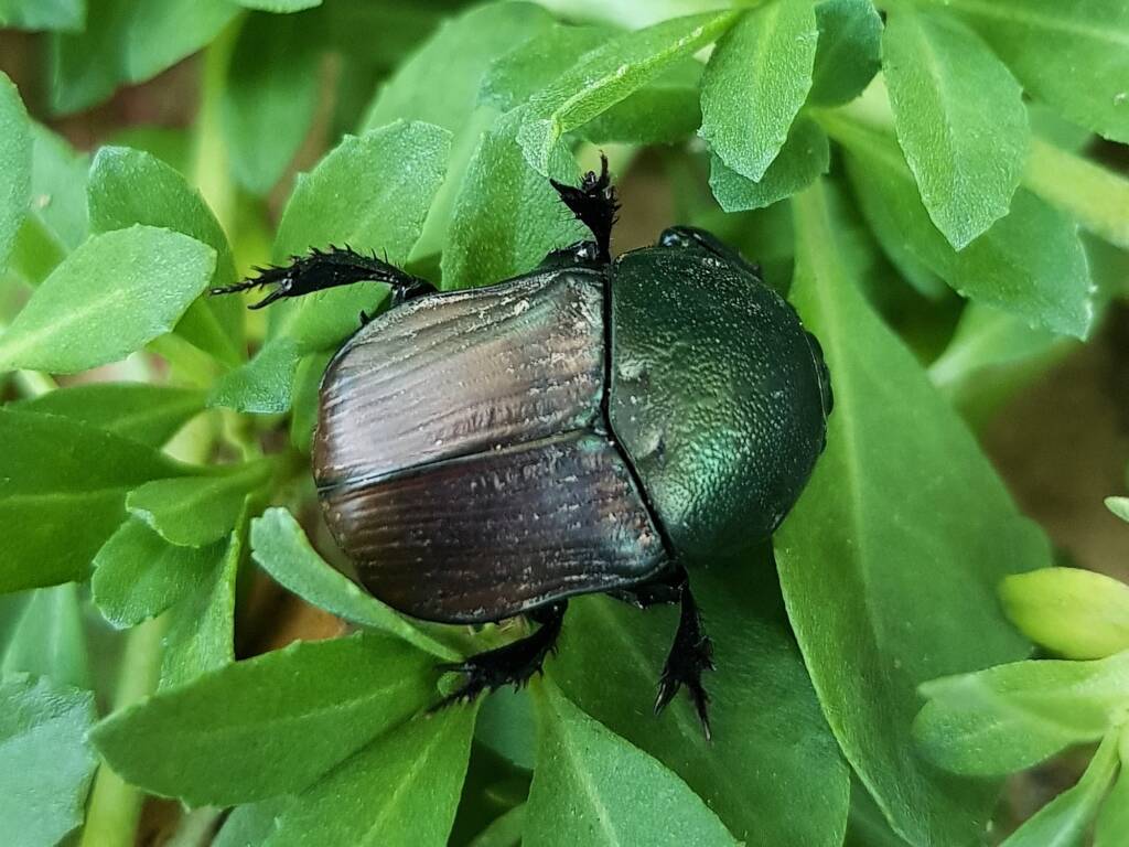 Onitis alexis (Bronze Dung Beetle), Alice Springs NT
