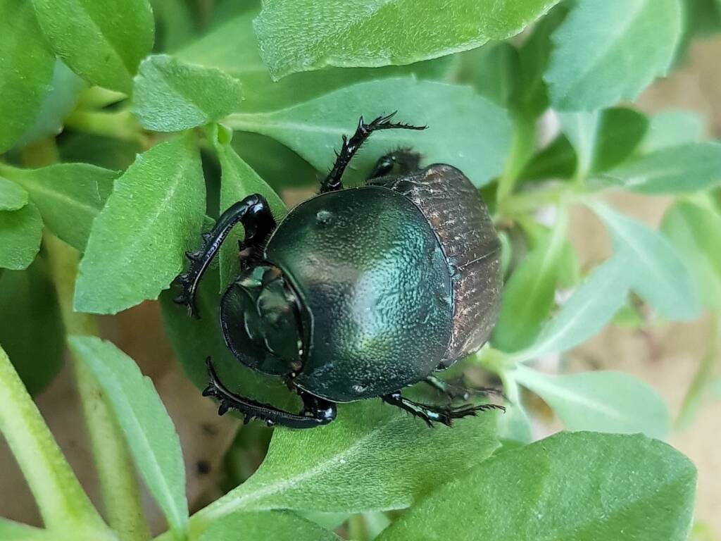 Onitis alexis (Bronze Dung Beetle), Alice Springs NT