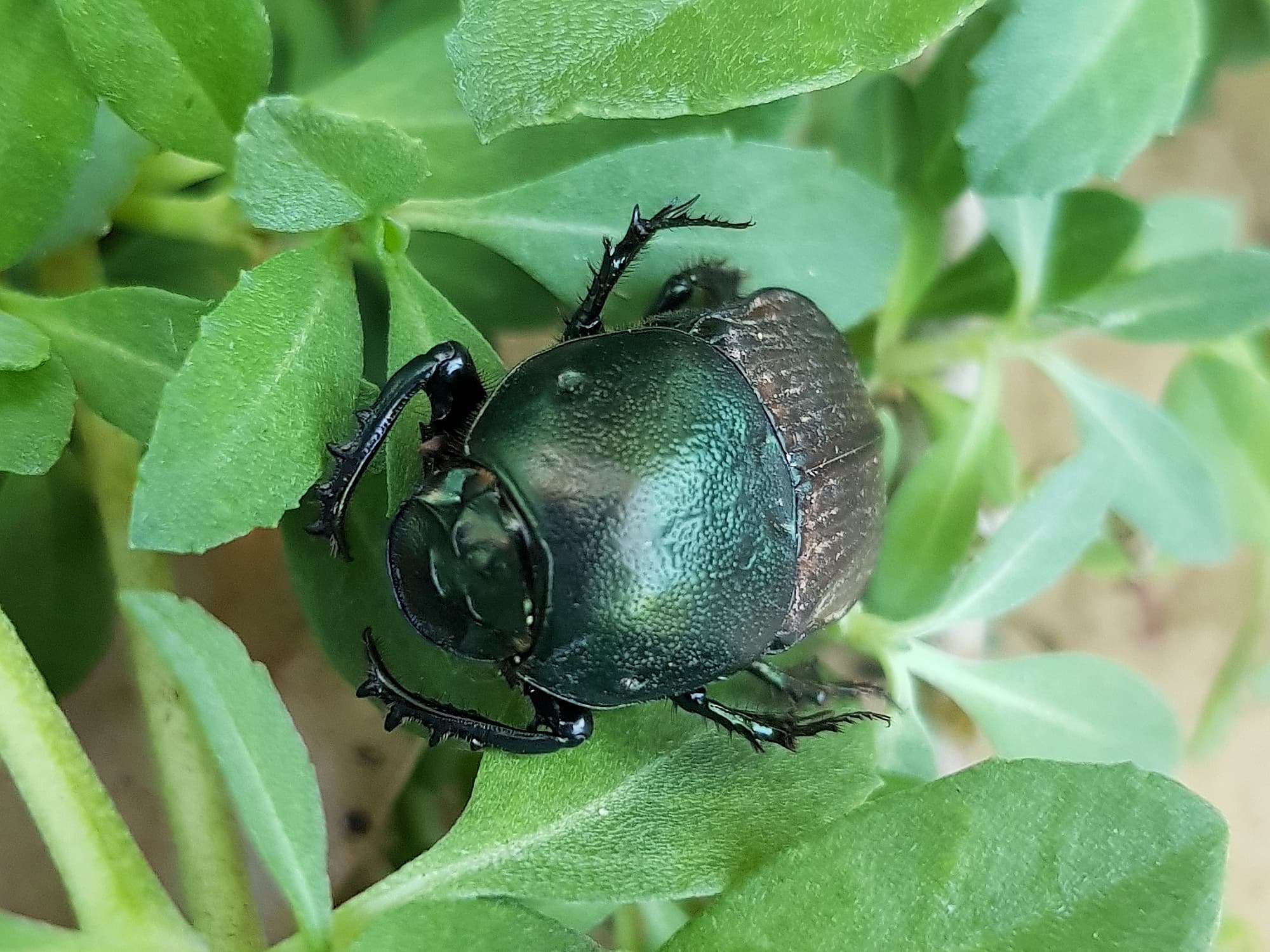 Onitis alexis (Bronze Dung Beetle), Alice Springs NT