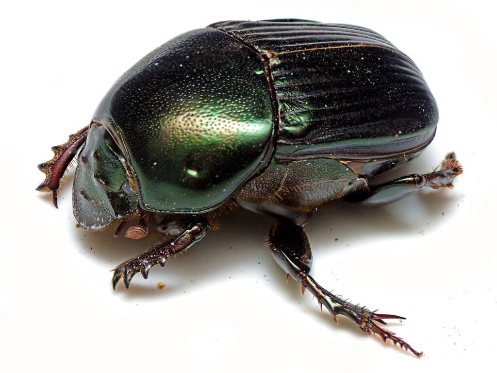 Onitis viridulus (Emerald Dung Beetle), Petrie QLD © Tony Eales