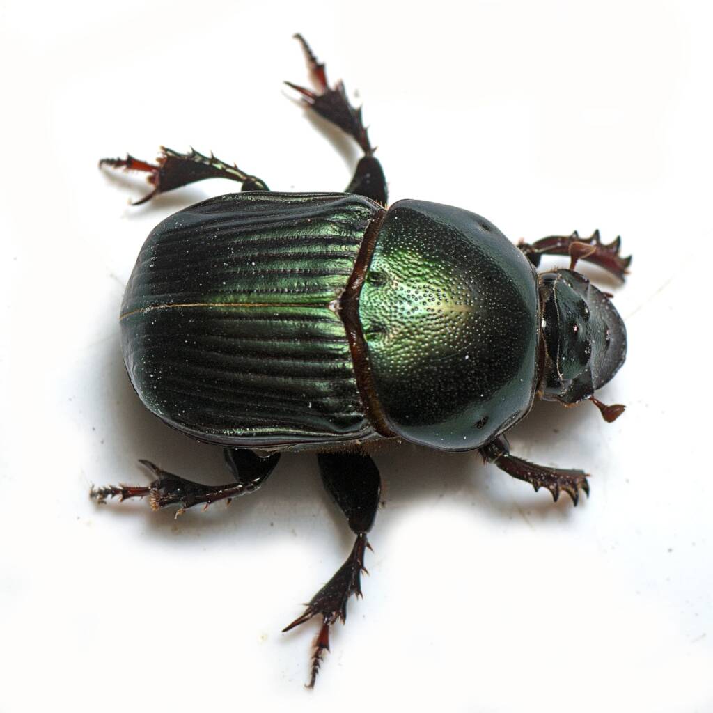 Onitis viridulus (Emerald Dung Beetle), Petrie QLD © Tony Eales