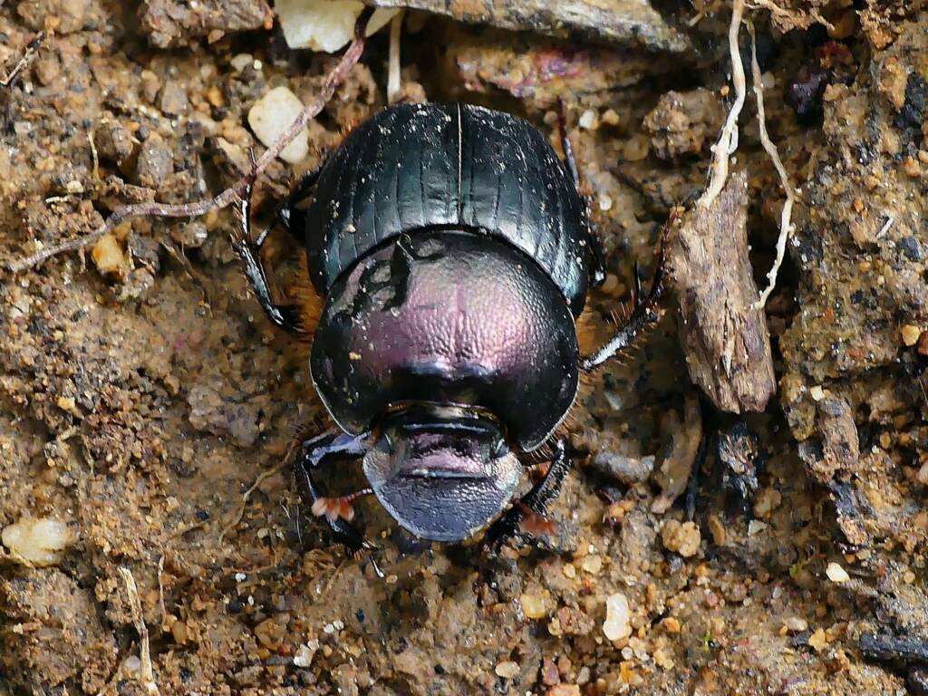 Onthophagus australis, Belair SA © Marianne Broug