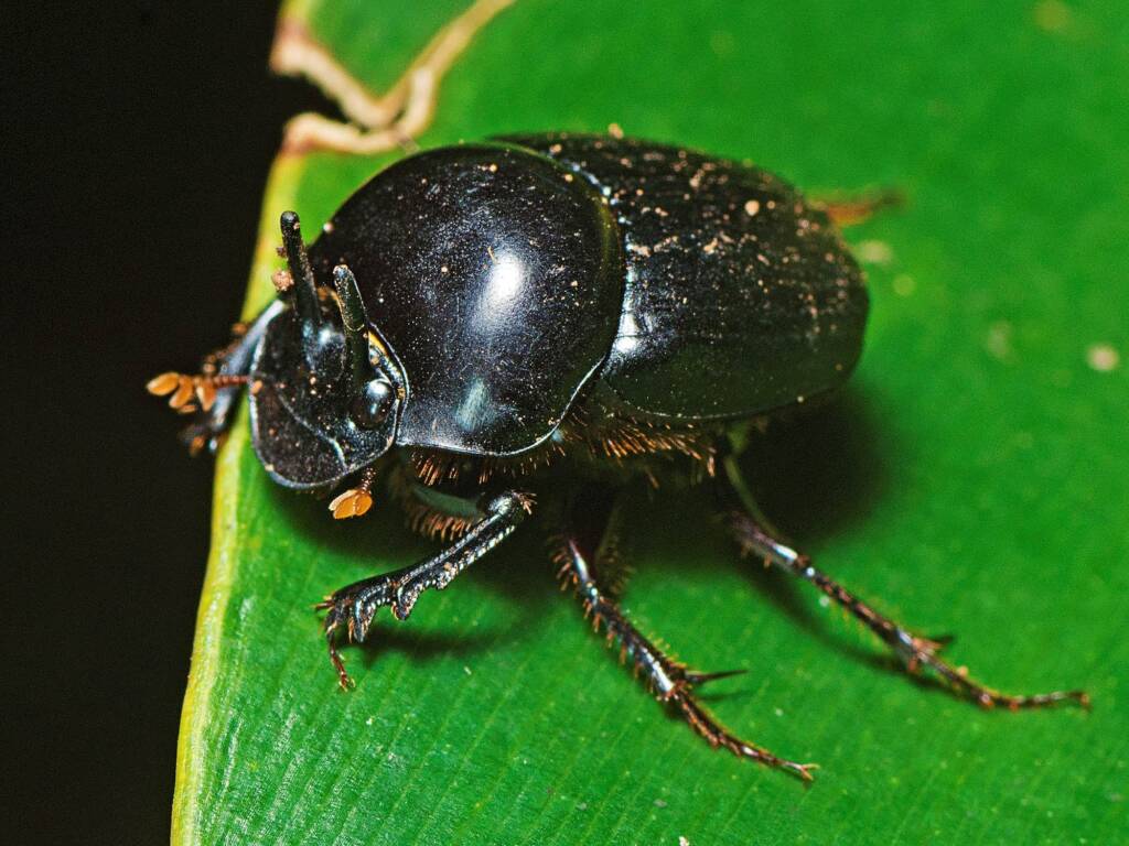 Onthophagus neostenocerus, Mount Nebo QLD © Tony Eales