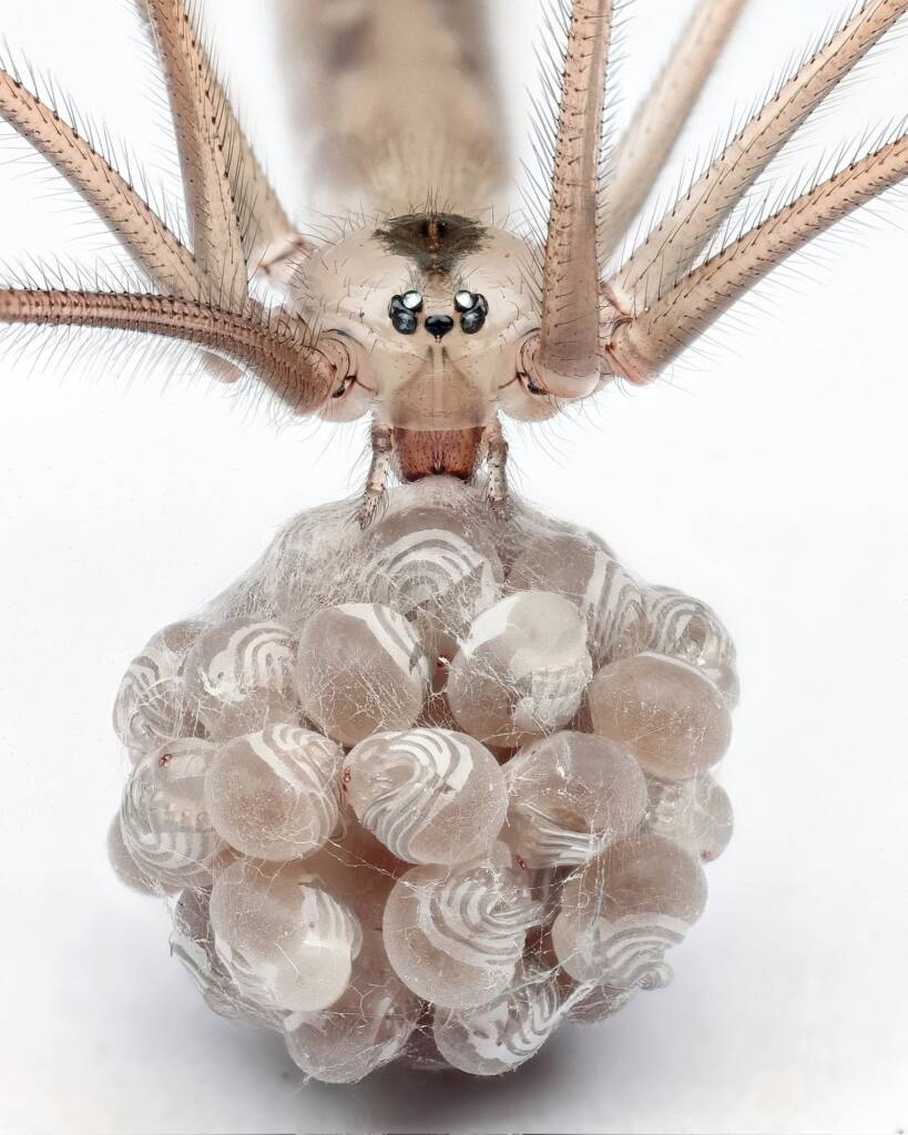 Pholcus phalangioides (holding her egg sac), Central Coast NSW © Michael Doe