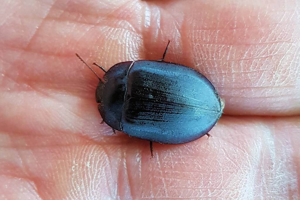 Blue Pie-dish Beetle (Pterohelaeus sp), Alice Springs NT