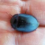 Blue Pie-dish Beetle (Pterohelaeus sp), Alice Springs NT