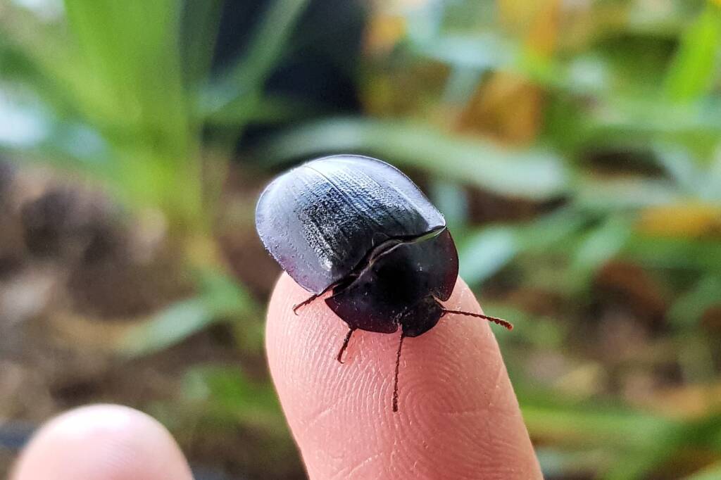 Blue Pie-dish Beetle (Pterohelaeus sp), Alice Springs NT