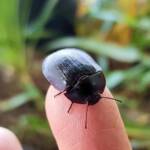 Blue Pie-dish Beetle (Pterohelaeus sp), Alice Springs NT
