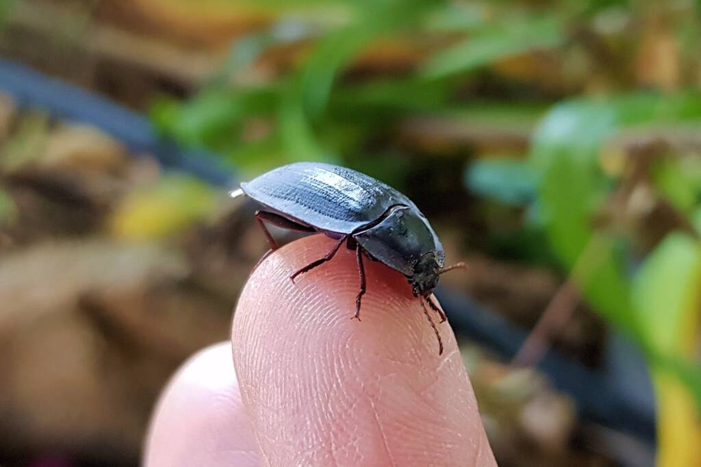 Blue Pie-dish Beetle (Pterohelaeus sp), Alice Springs NT