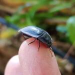 Blue Pie-dish Beetle (Pterohelaeus sp), Alice Springs NT