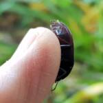 Blue Pie-dish Beetle (Pterohelaeus sp), Alice Springs NT