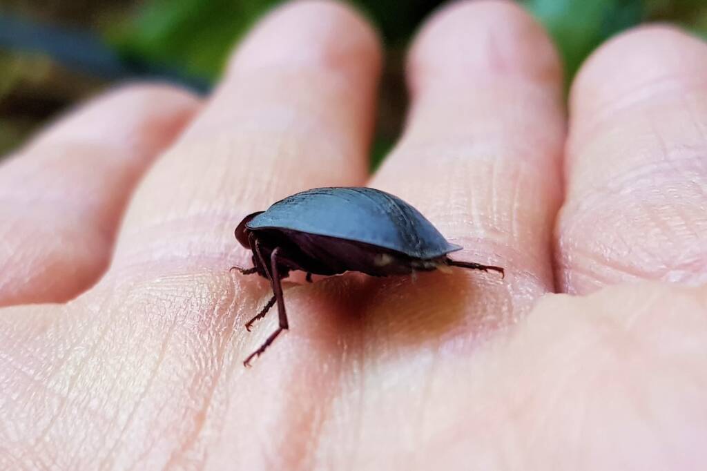 Blue Pie-dish Beetle (Pterohelaeus sp), Alice Springs NT
