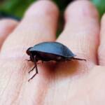 Blue Pie-dish Beetle (Pterohelaeus sp), Alice Springs NT