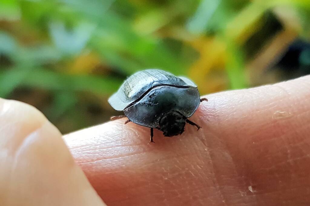 Blue Pie-dish Beetle (Pterohelaeus sp), Alice Springs NT