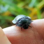 Blue Pie-dish Beetle (Pterohelaeus sp), Alice Springs NT