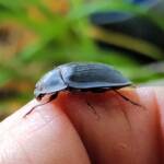 Blue Pie-dish Beetle (Pterohelaeus sp), Alice Springs NT