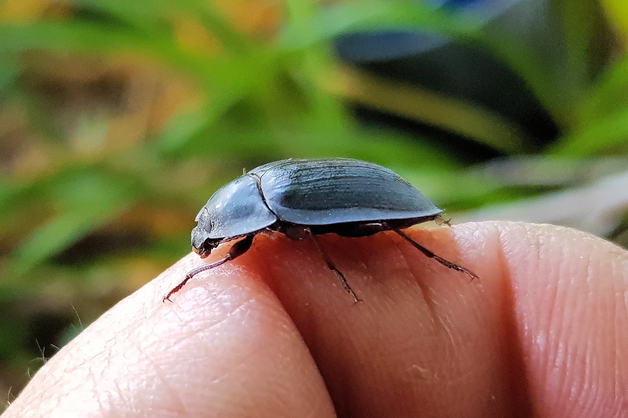 Blue Pie-dish Beetle (Pterohelaeus sp), Alice Springs NT
