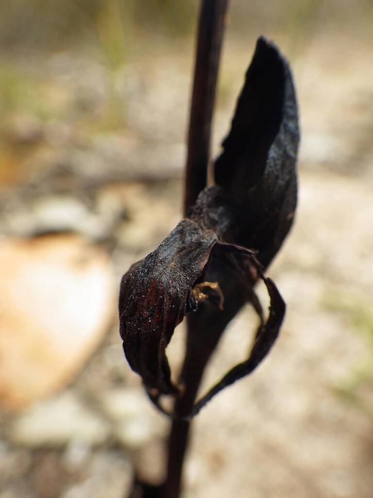 Pyrorchis nigricans (Black Fire-Orchid), WA © Terry Dunham