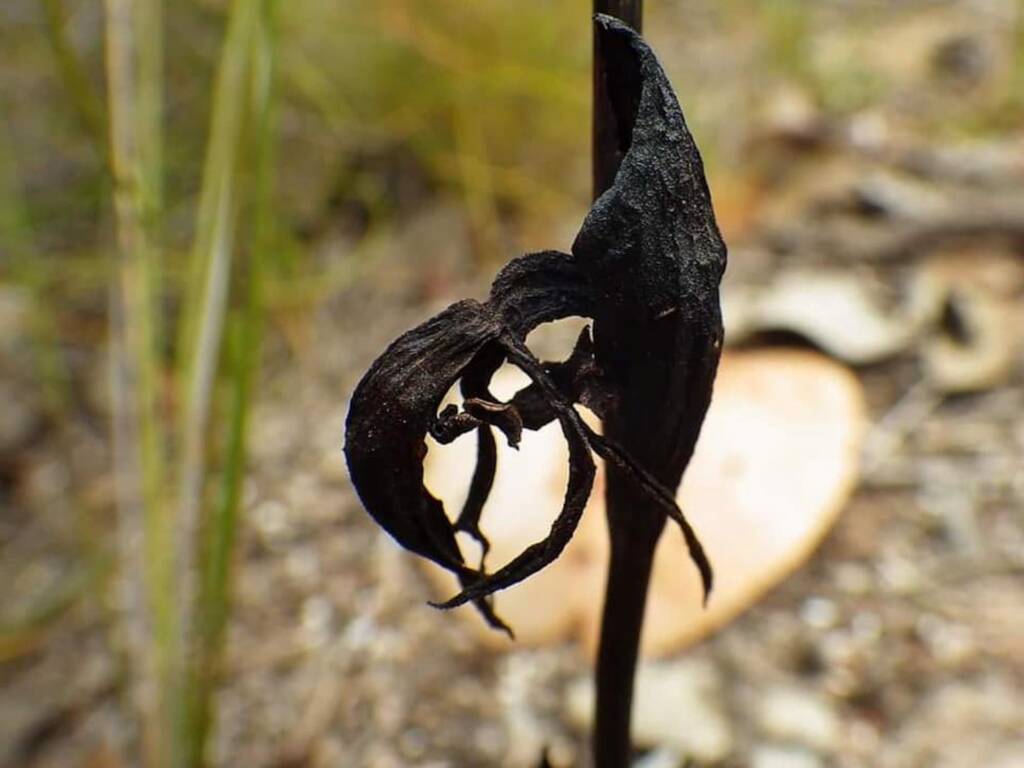 Pyrorchis nigricans (Black Fire-Orchid), WA © Terry Dunham
