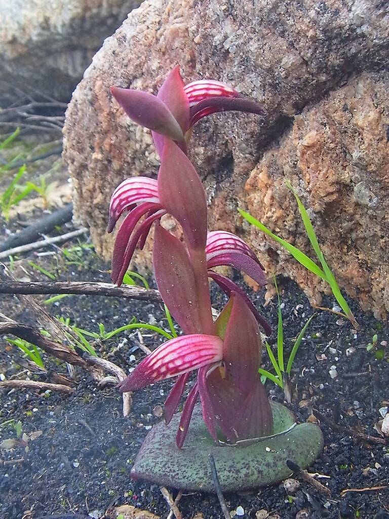Pyrorchis nigricans (Red Beak Orchid), WA © Terry Dunham