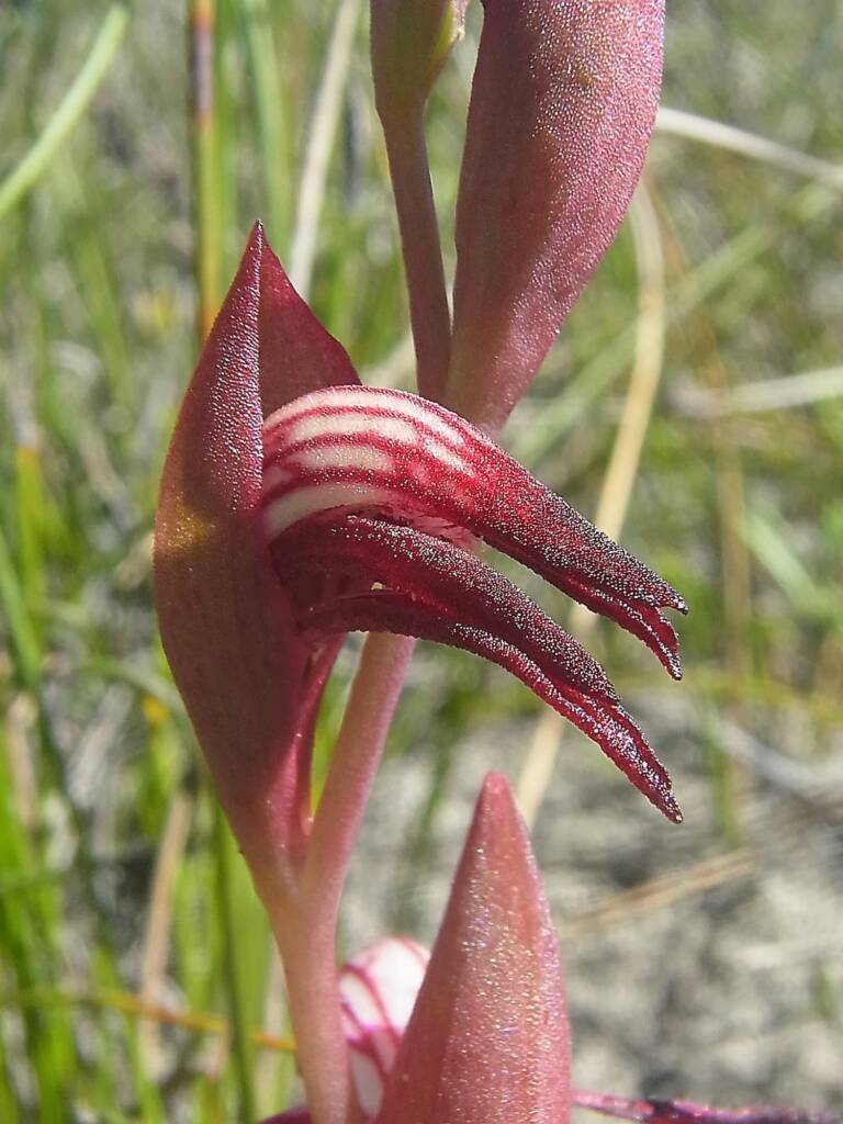 Pyrorchis nigricans (Redbeak Orchid), WA © Terry Dunham