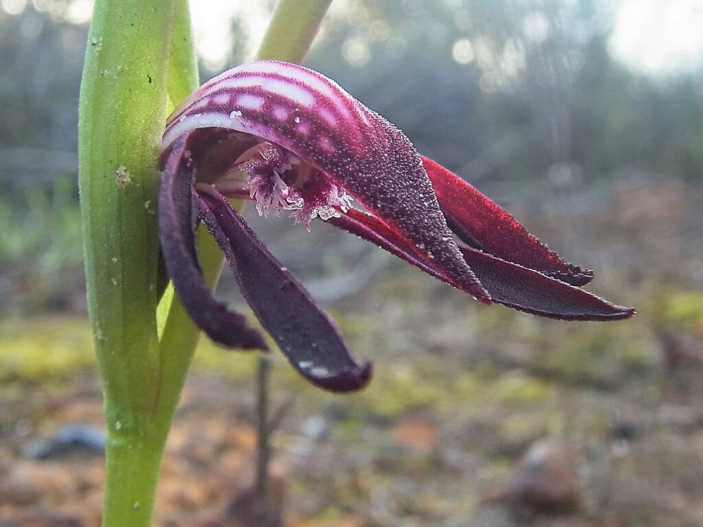Pyrorchis nigricans (Redbeak Orchid), WA © Terry Dunham