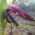 Pyrorchis nigricans (Redbeak Orchid), WA © Terry Dunham