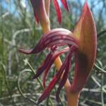 Pyrorchis nigricans (Redbeak Orchid), WA © Terry Dunham