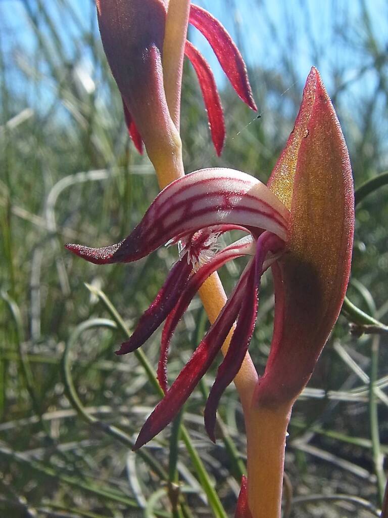 Pyrorchis nigricans (Redbeak Orchid), WA © Terry Dunham