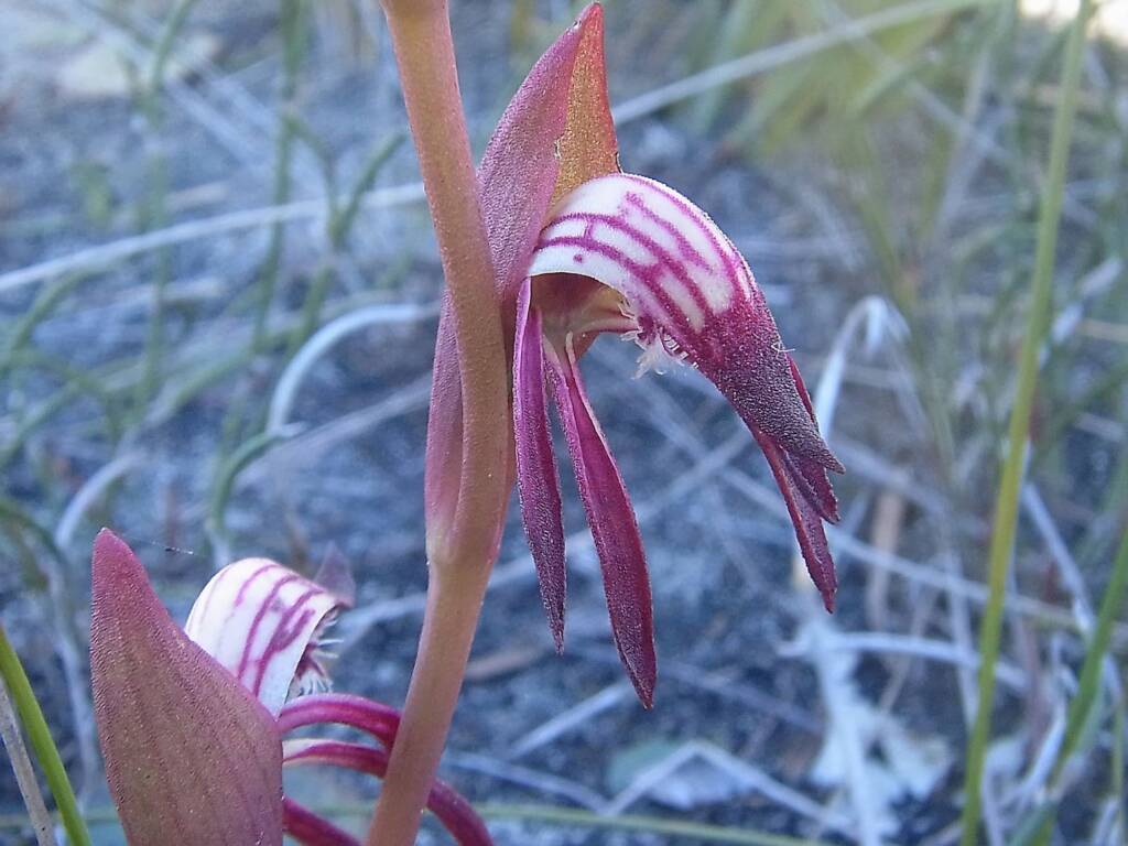 Pyrorchis nigricans (Redbeak Orchid), WA © Terry Dunham