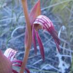 Pyrorchis nigricans (Redbeak Orchid), WA © Terry Dunham