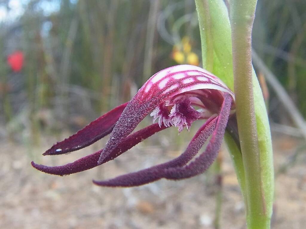 Pyrorchis nigricans (Redbeak Orchid), WA © Terry Dunham