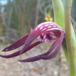 Pyrorchis nigricans (Redbeak Orchid), WA © Terry Dunham