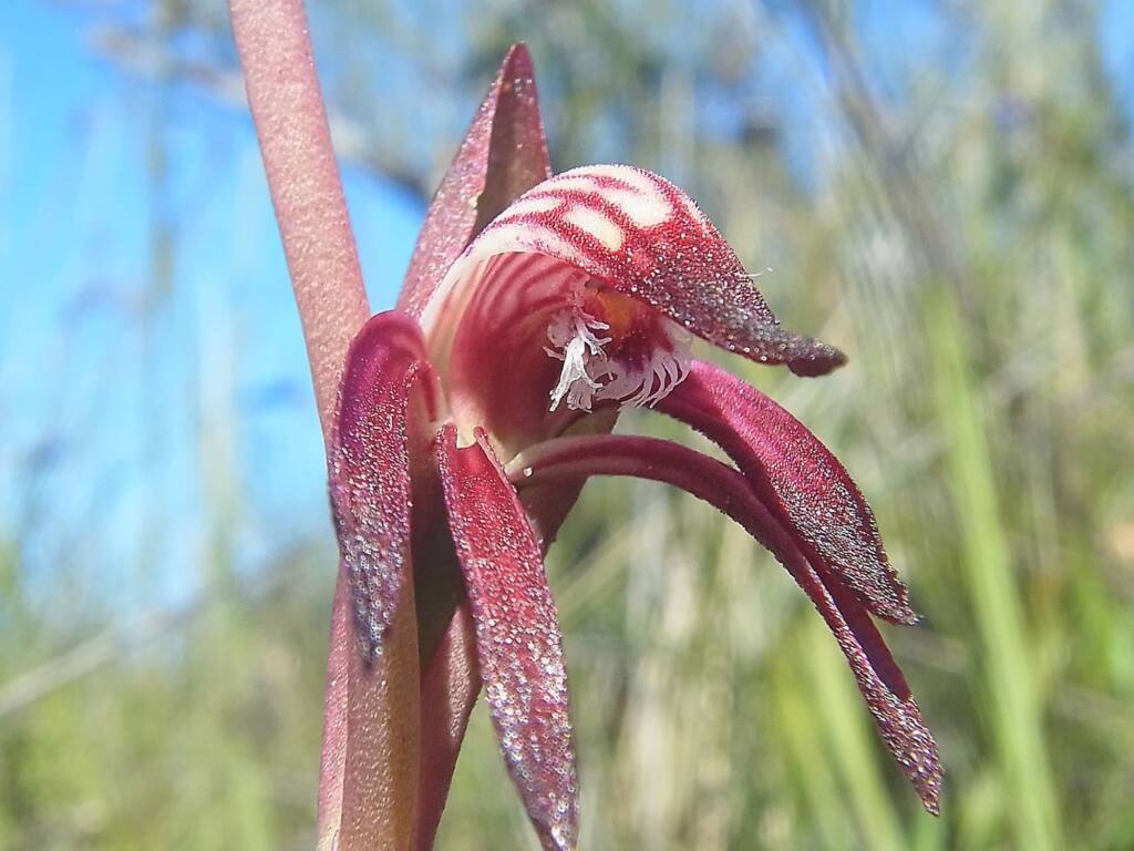 Pyrorchis nigricans (Redbeak Orchid), WA © Terry Dunham